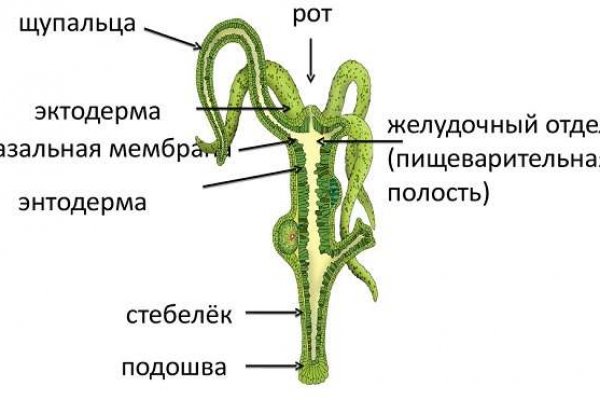 Слив форум ссылки на mega